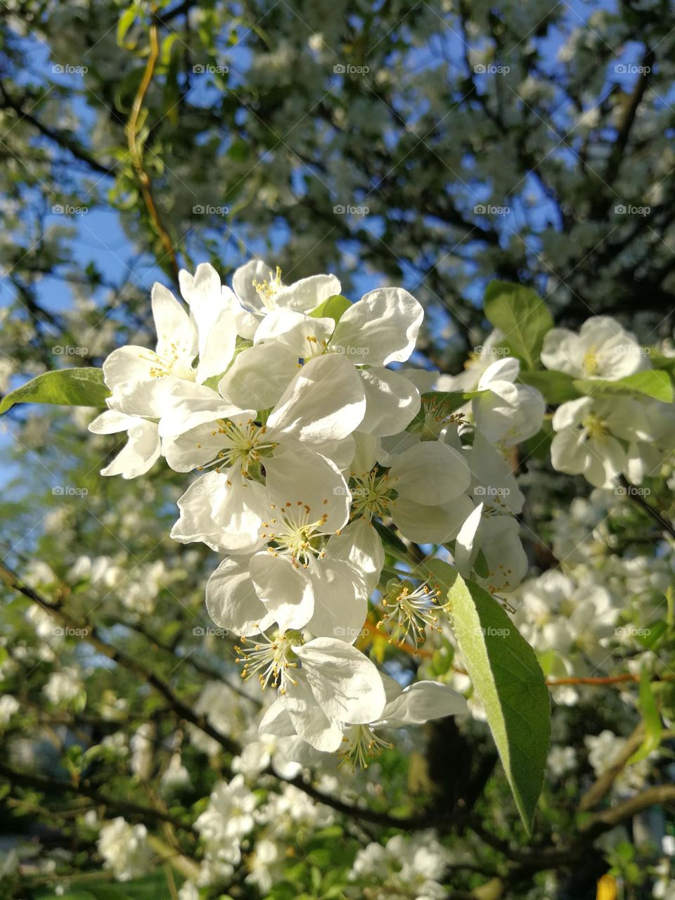 Crabapple Blossom