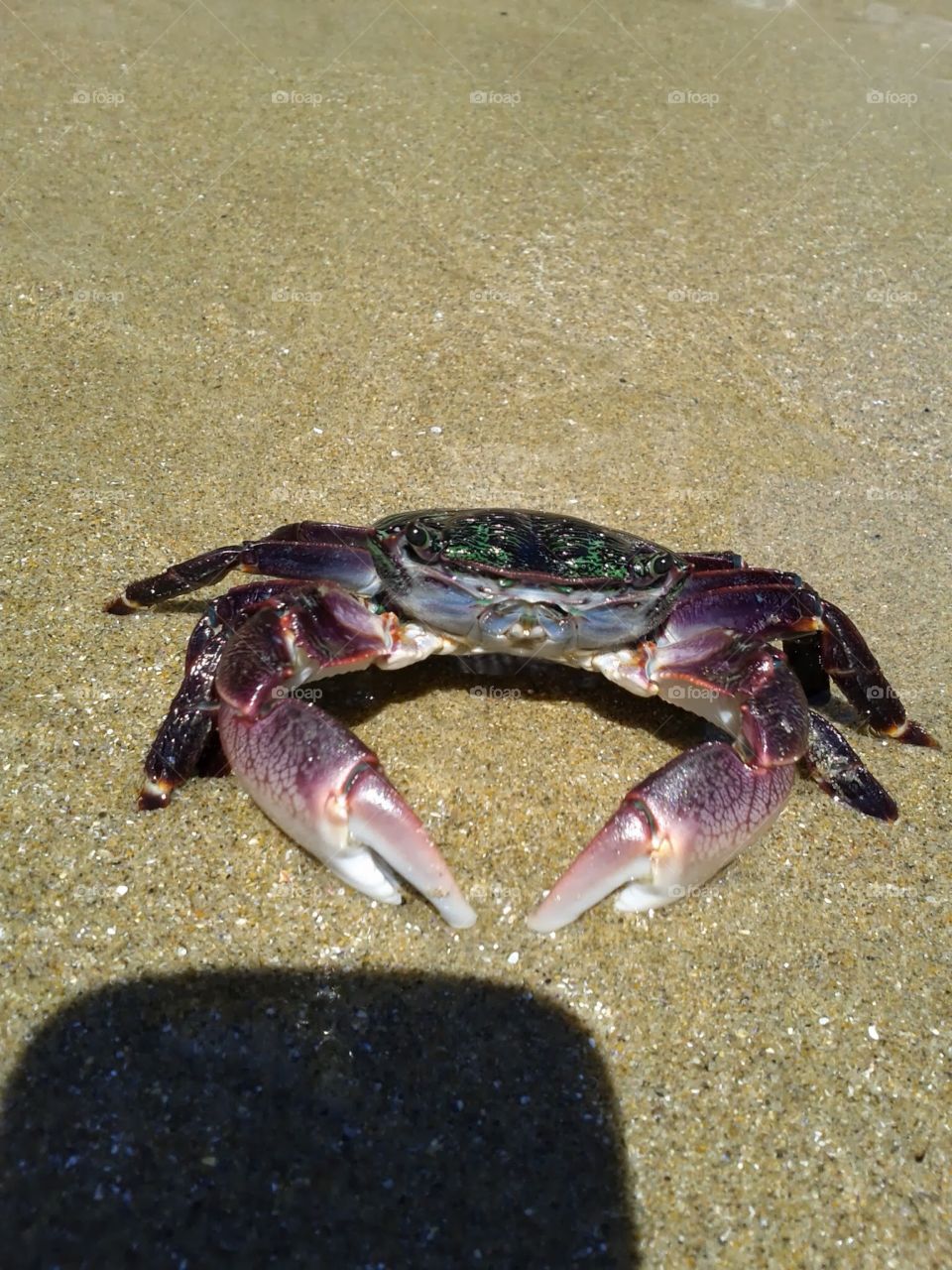 Crab on the beach