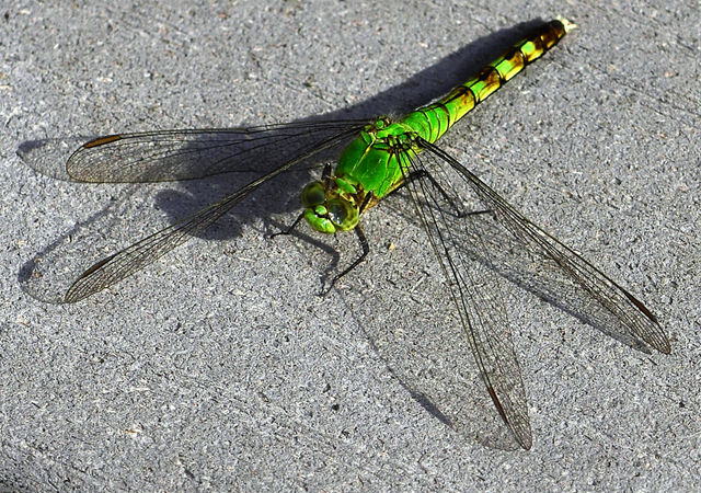 Dragonfly 