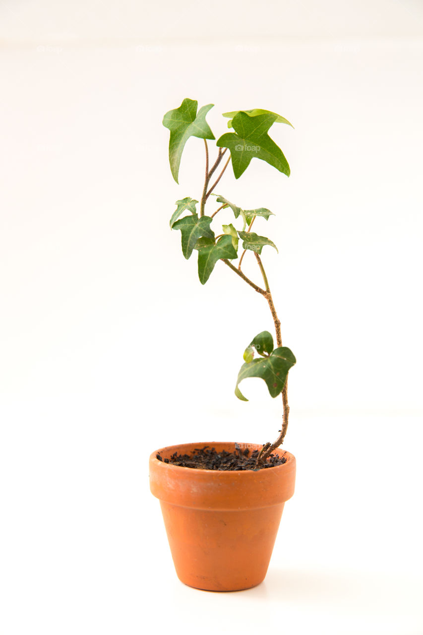 white and green tiny ivy plant in a pot on a pure white background.