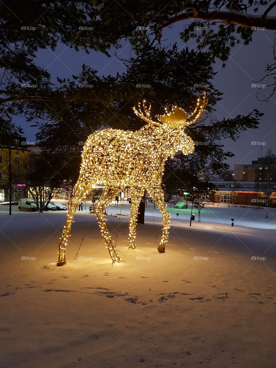 a Moose of small lights in the park