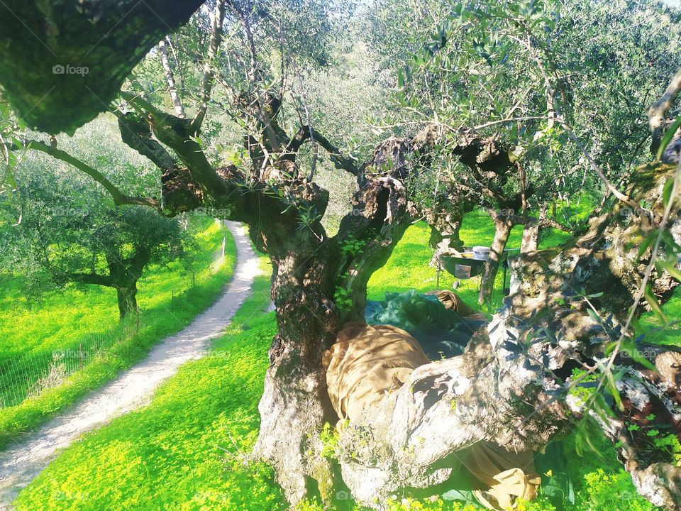 greece olive tree