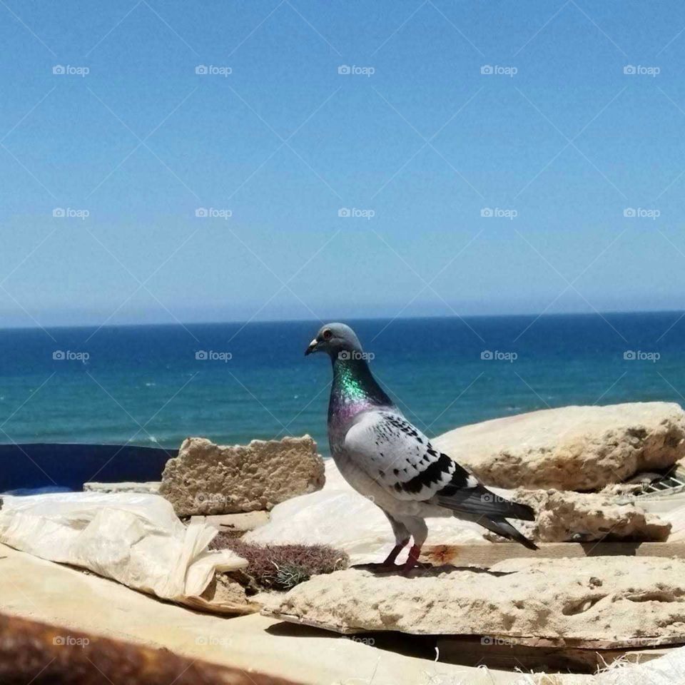 a beautiful pigeon looking at the sea.