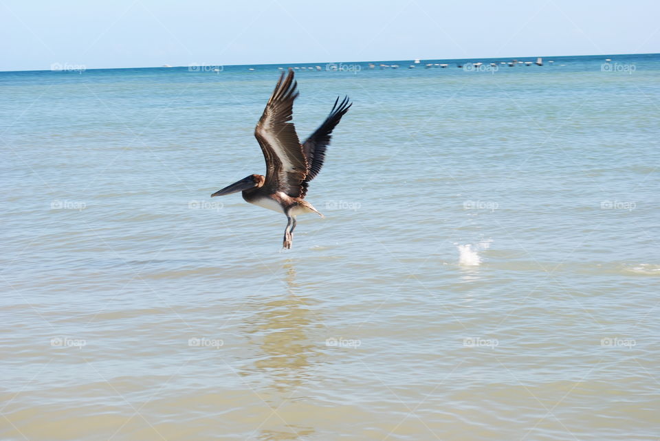 A pelican flying above the ocean