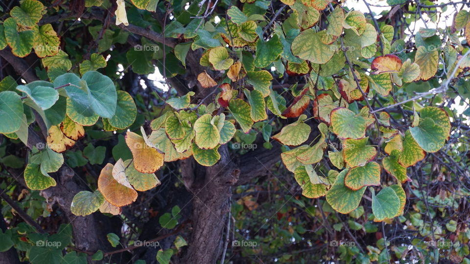 Autumn#leaves#tree#nature#colors#vegetation