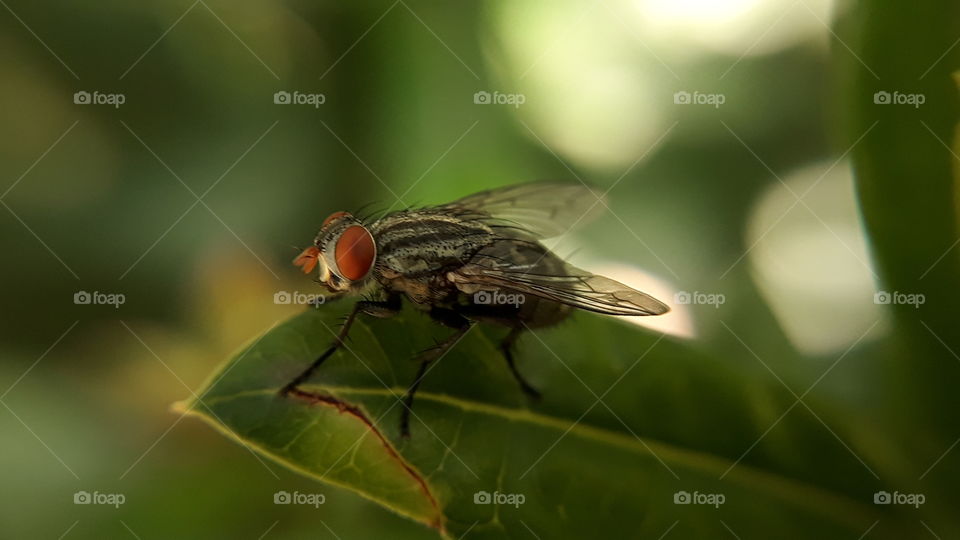 These flies are generally well-sized and of a greyish color; like many of their relatives, the typical patterns are lengthwise darker stripes on the thorax and dark and light square dots on the abdomen .Its main task is to spread the disease.