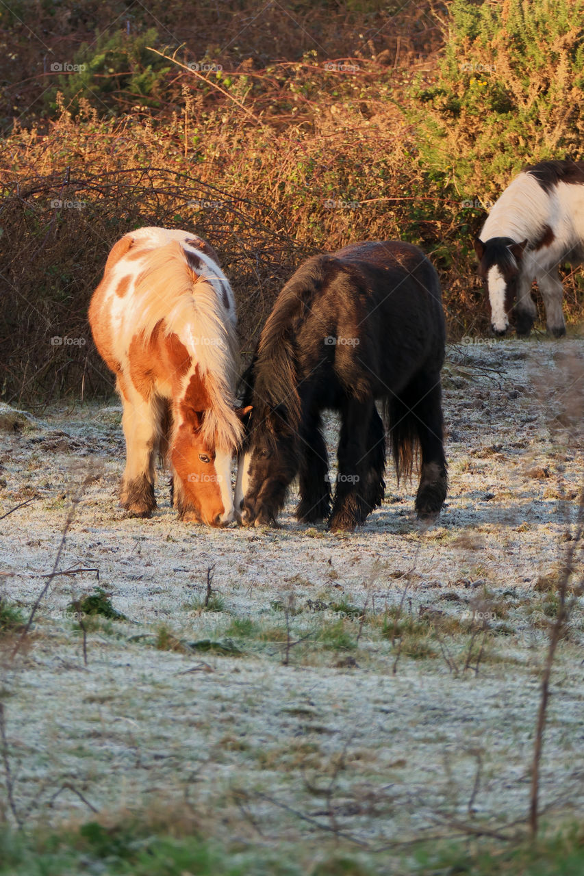 Horses at pasture on winter morning