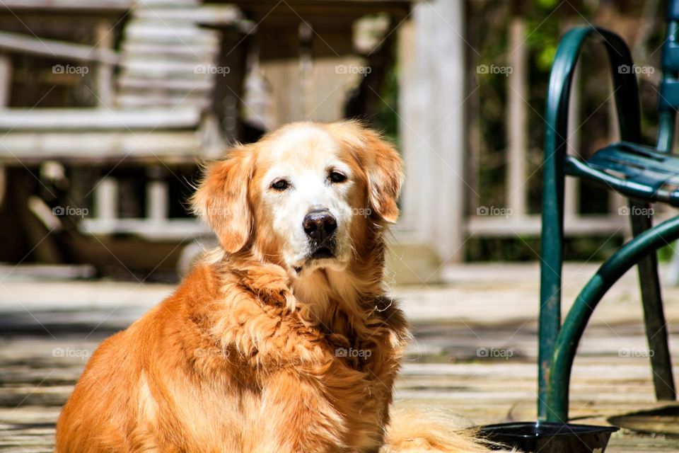 Beautiful golden retriever hanging out in the sun 