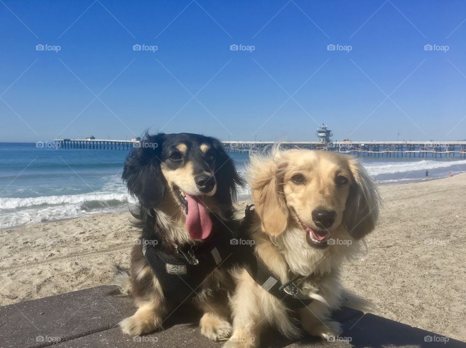 Foap Mission It’s Summertime! Happy Dogs On A Beach Walk By The Pier🐾