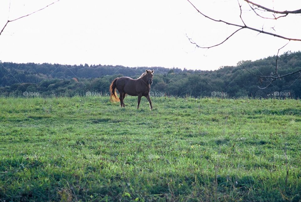 Horse in Low Beskids, Poland