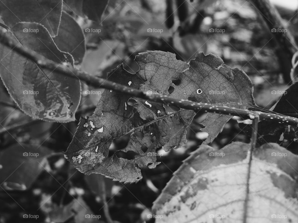 Leaf with holes in it, in black and white