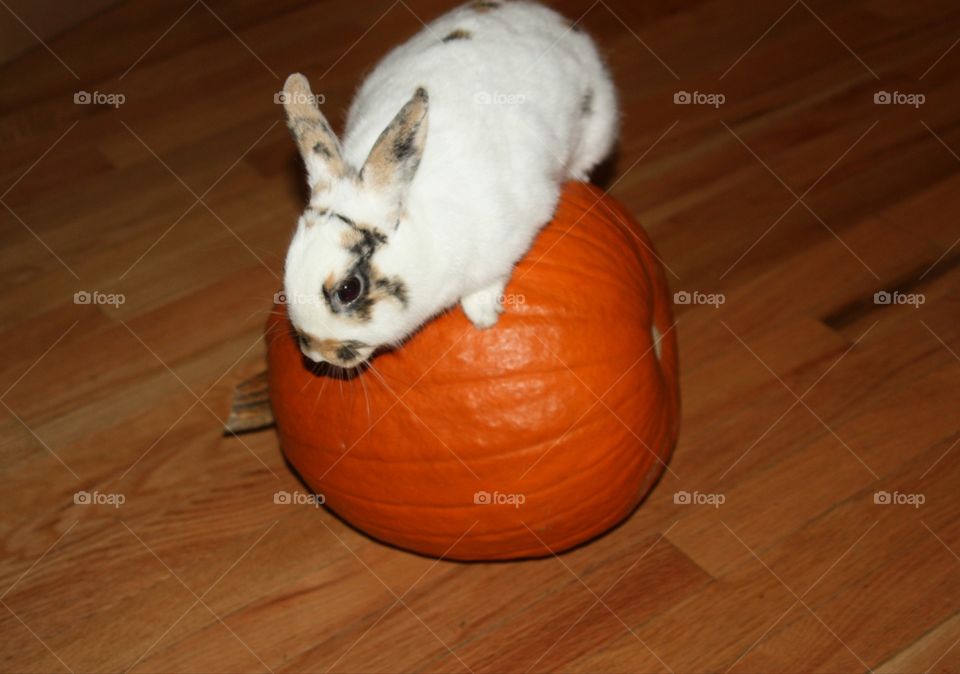 Bunny rides a pumpkin