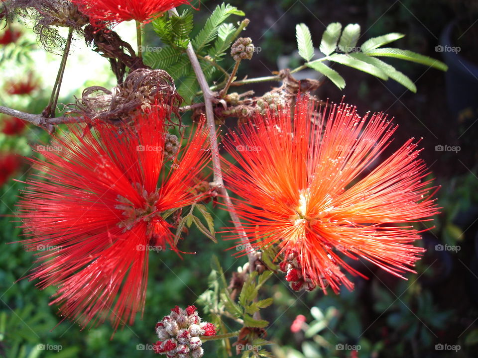 Red flowers/Flores vermelhas.