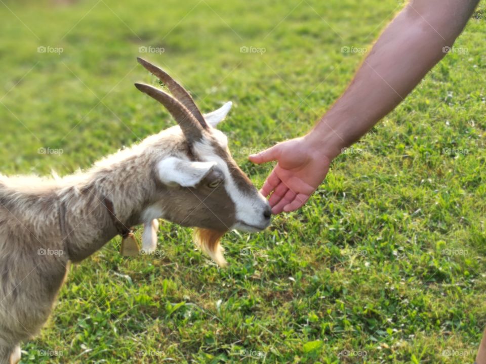 Goat with human friend