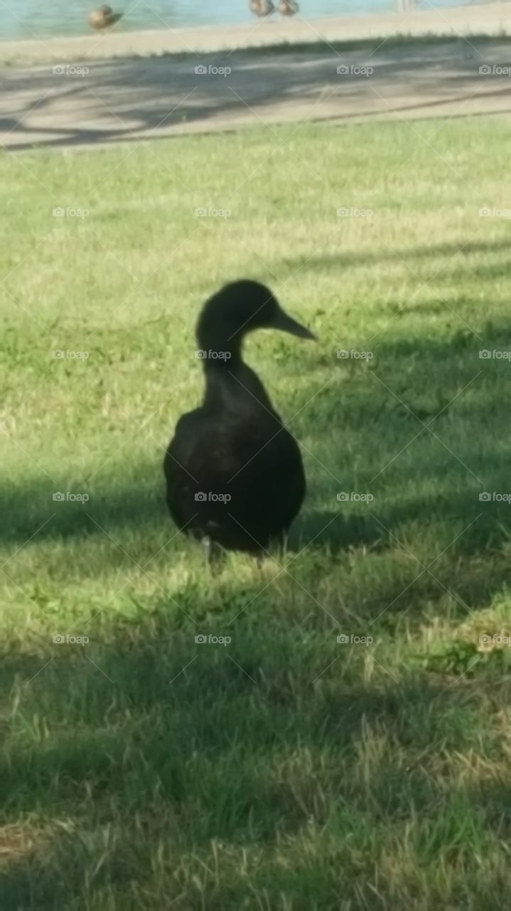 black duck