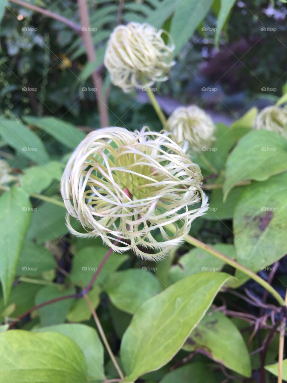 Cool flower seed structure 
This is a clematis flower that has gone to seed 