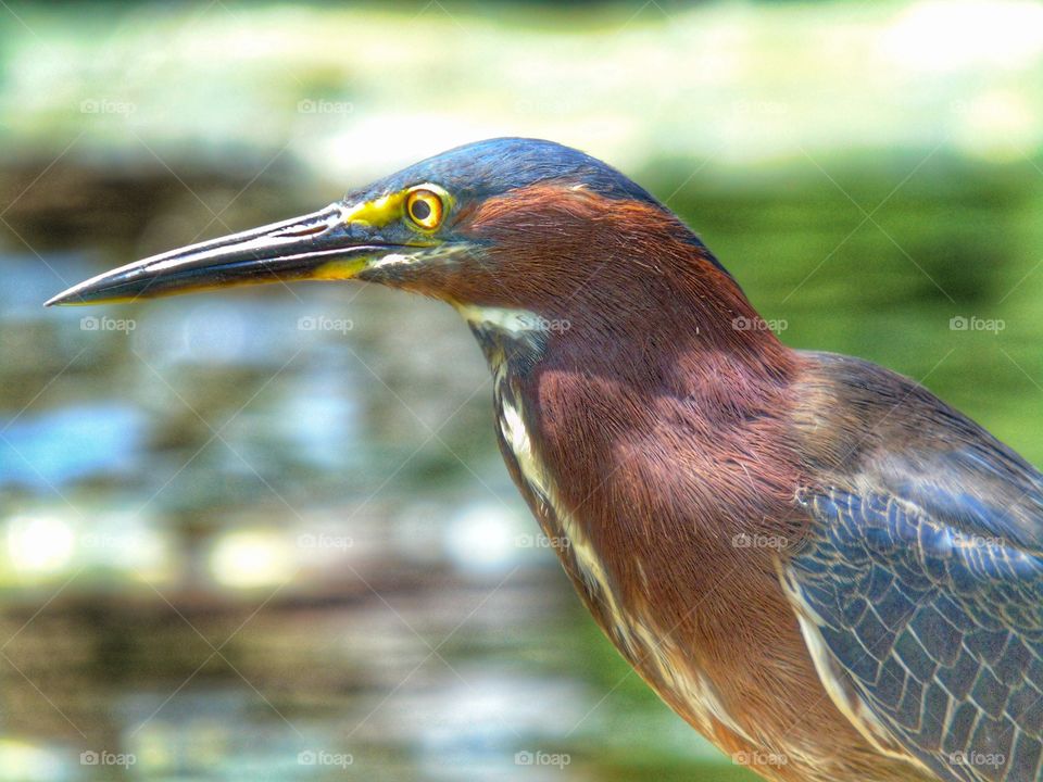 Green Heron