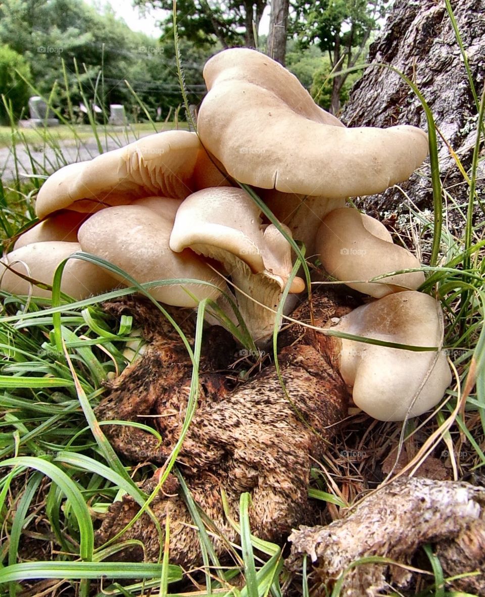 Simplicity of nature 