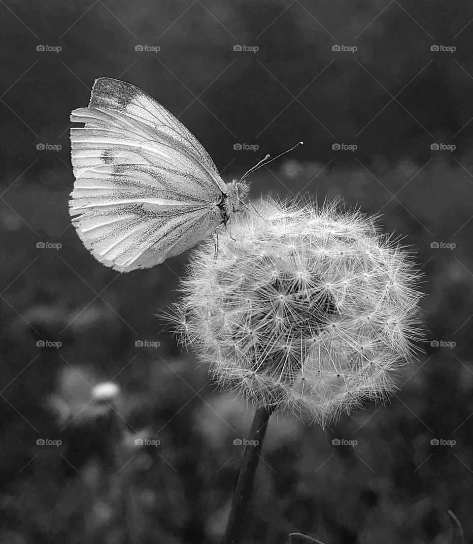 Butterfly on dandalion