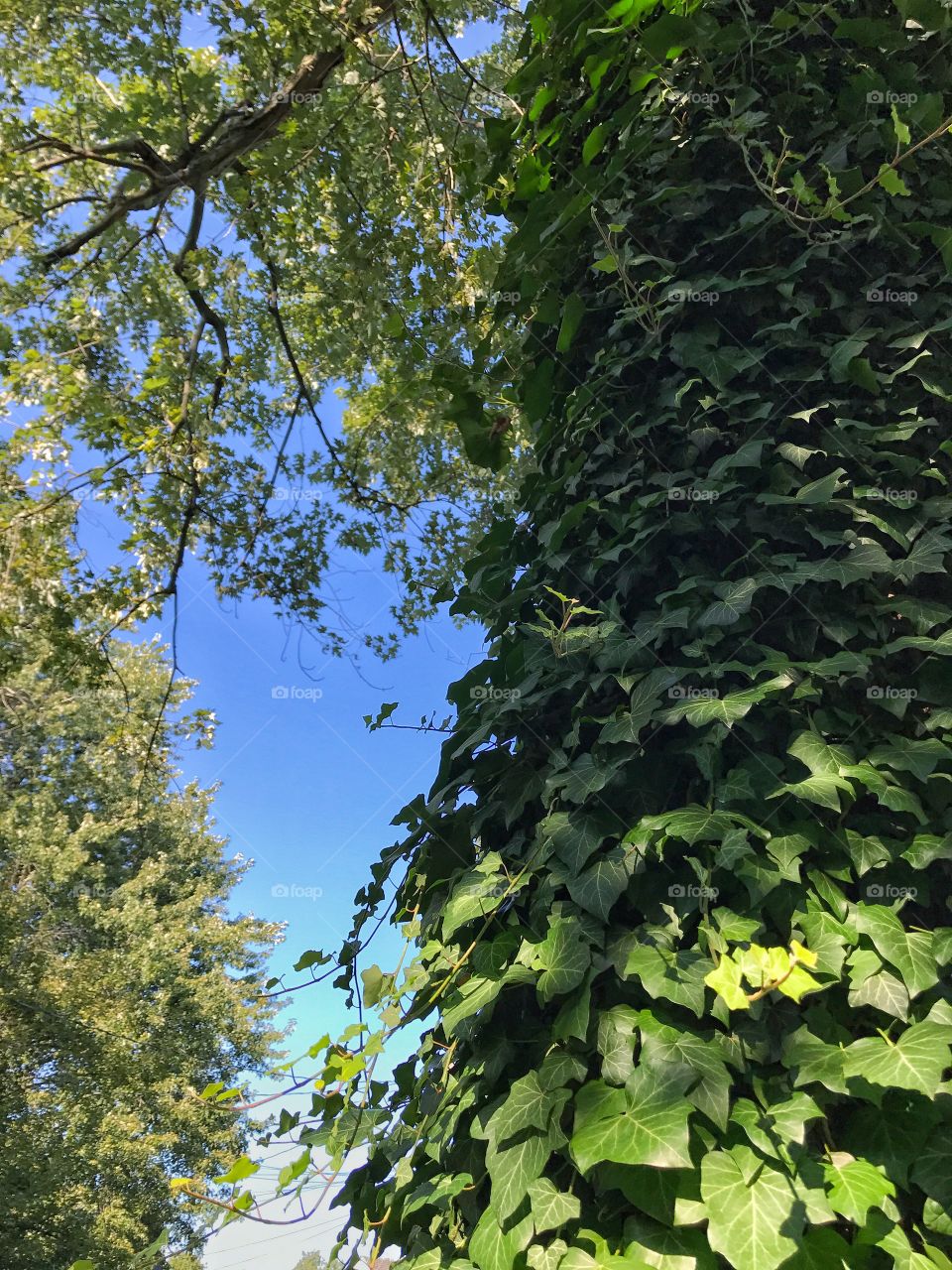 Tree textures and ivy