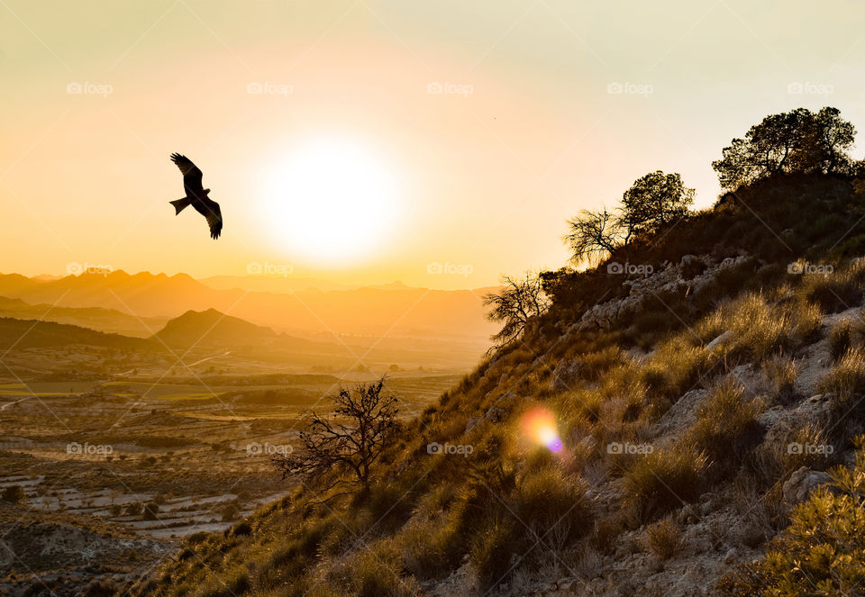 Silhouette of an eagle flying over foggy landscape at sunset