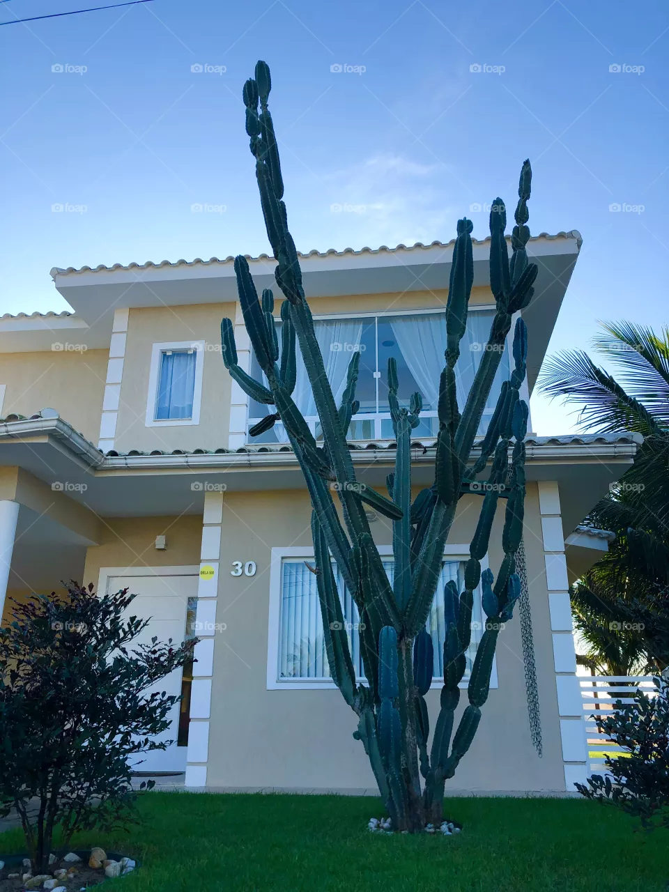 Cactus 