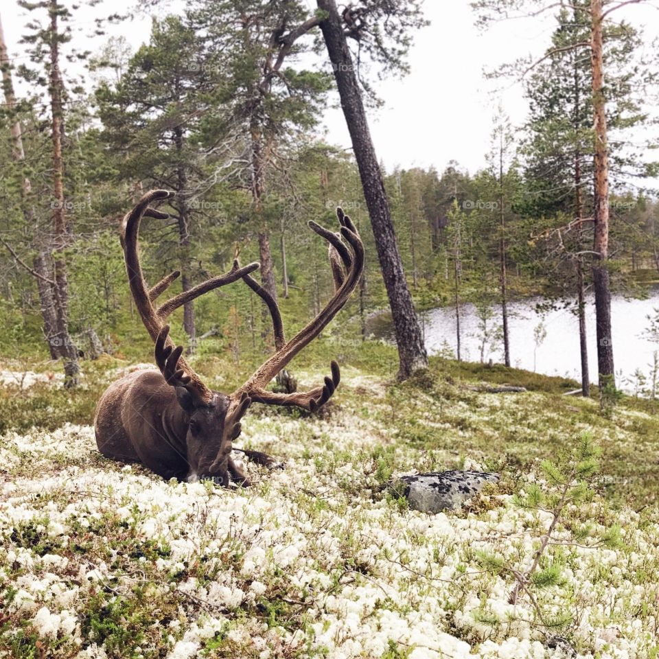 Reindeer in northern Dalarna. 