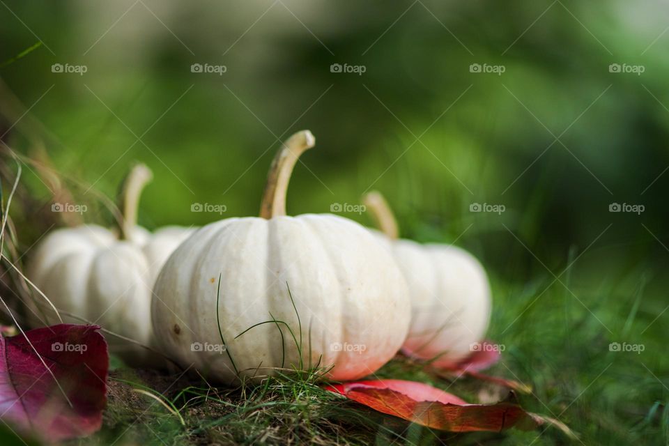 Three small white pumpkins on the ground