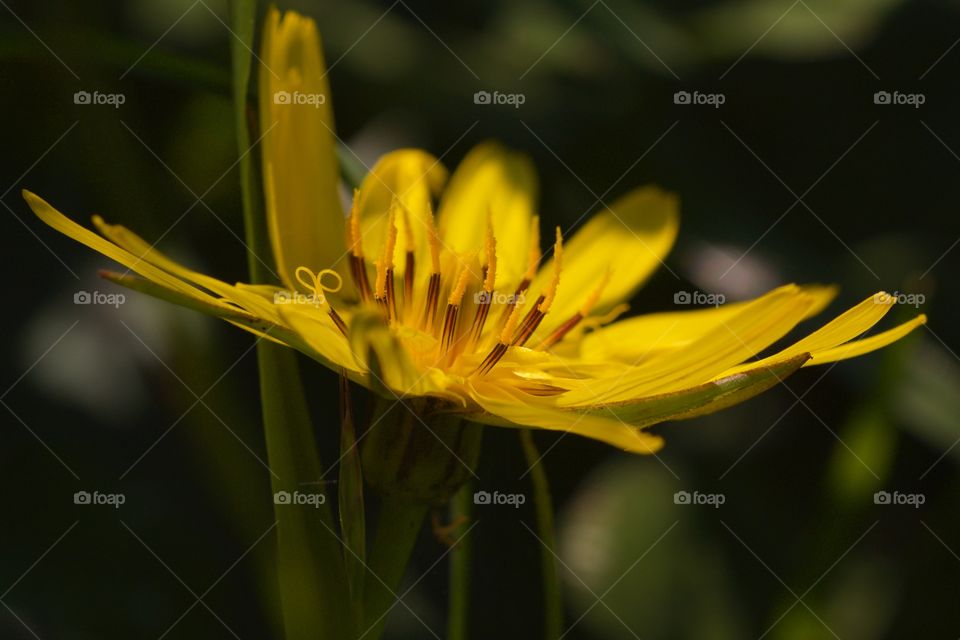 Yellow Flower