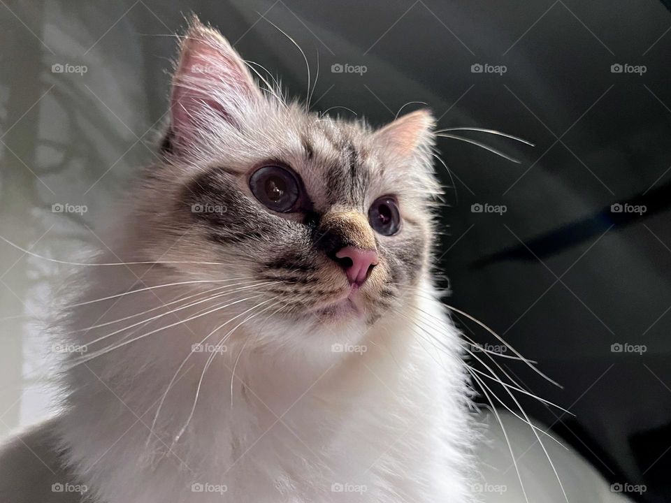 Close up of surprised young sacred birman cat