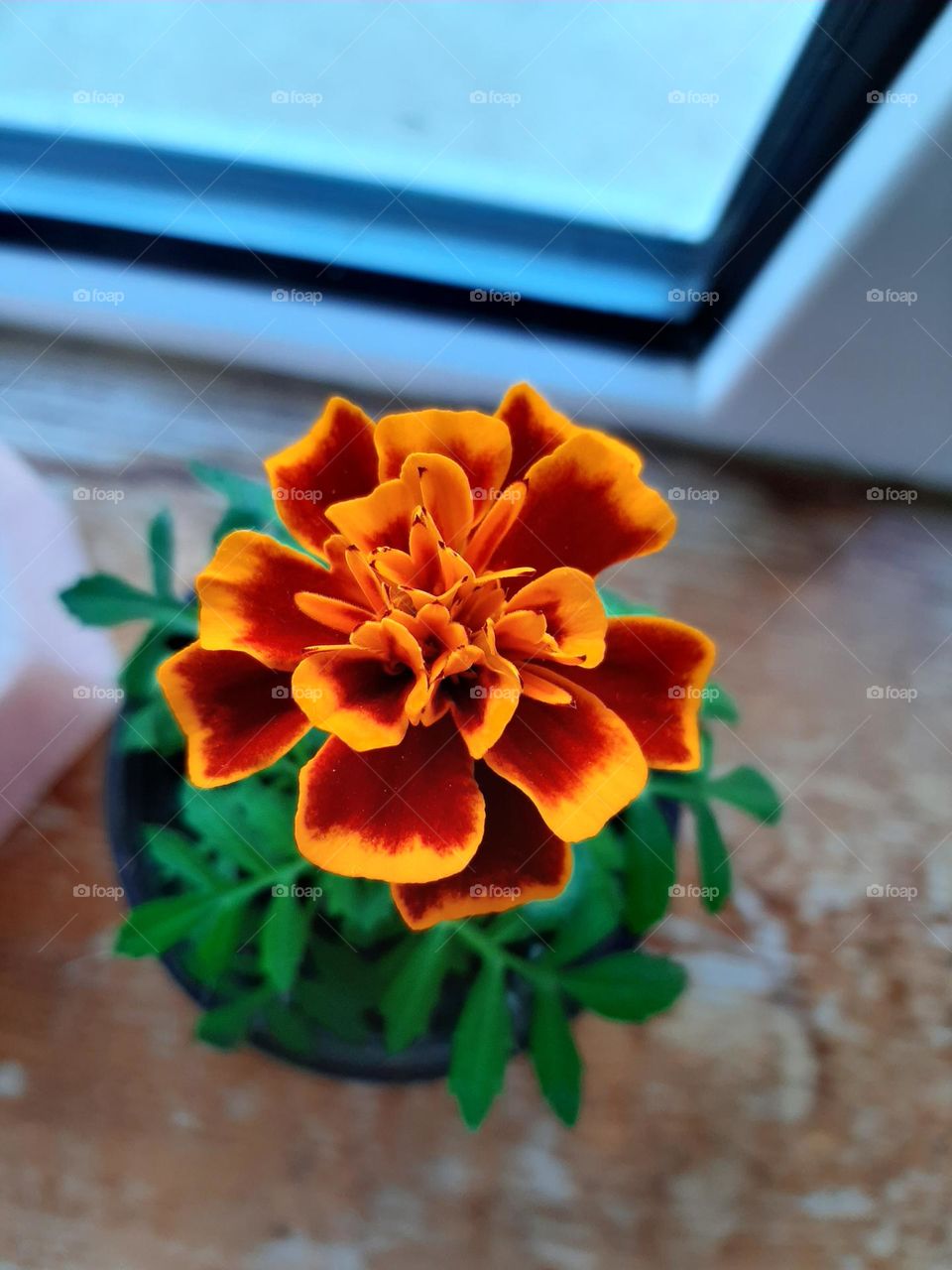 Orange, red flower