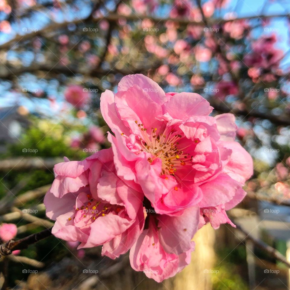Pink blossoms on the tree branch in spring 