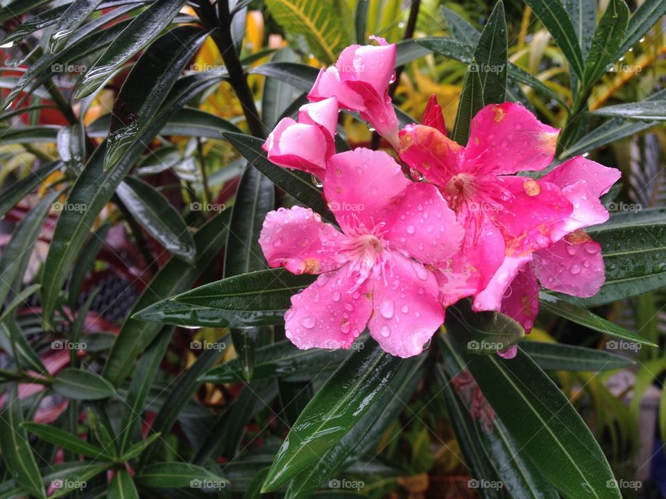 Pink flowers and green leaf with water drops
