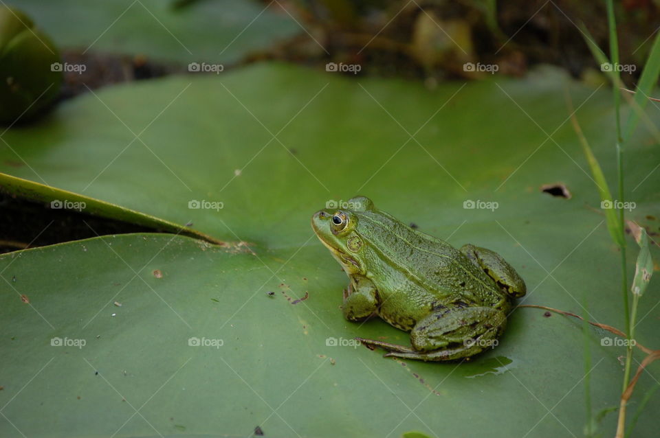 frog on leaf