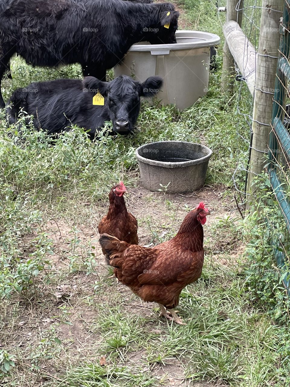 Field animals. 