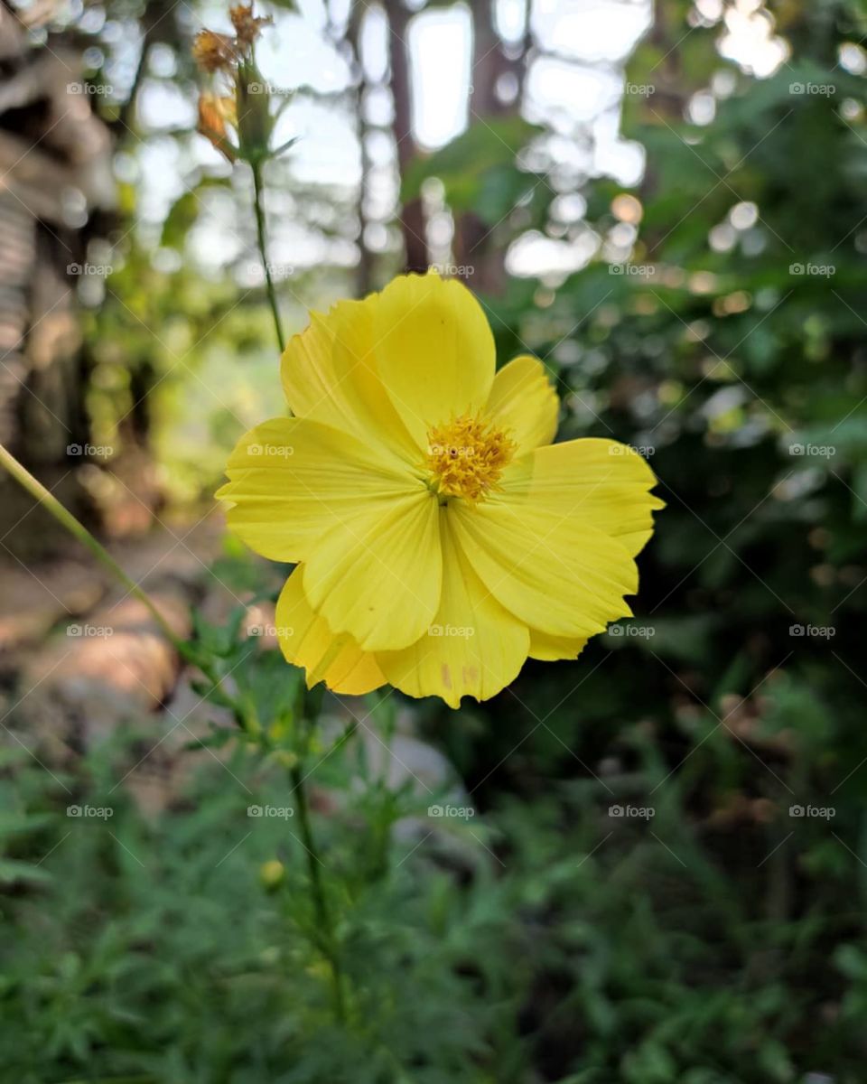yellow flower