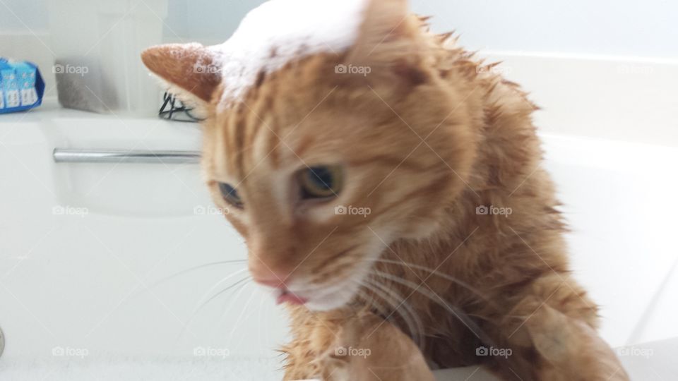 Tiger takes a bath