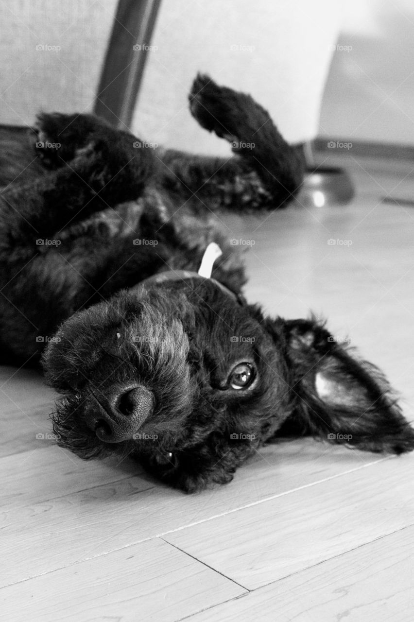 Will someone please scratch the dogs belly?