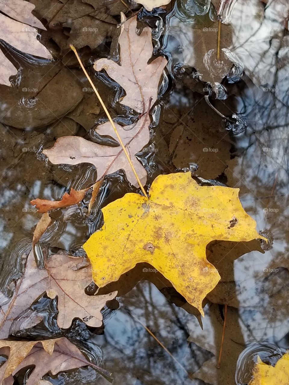 Leaf in water