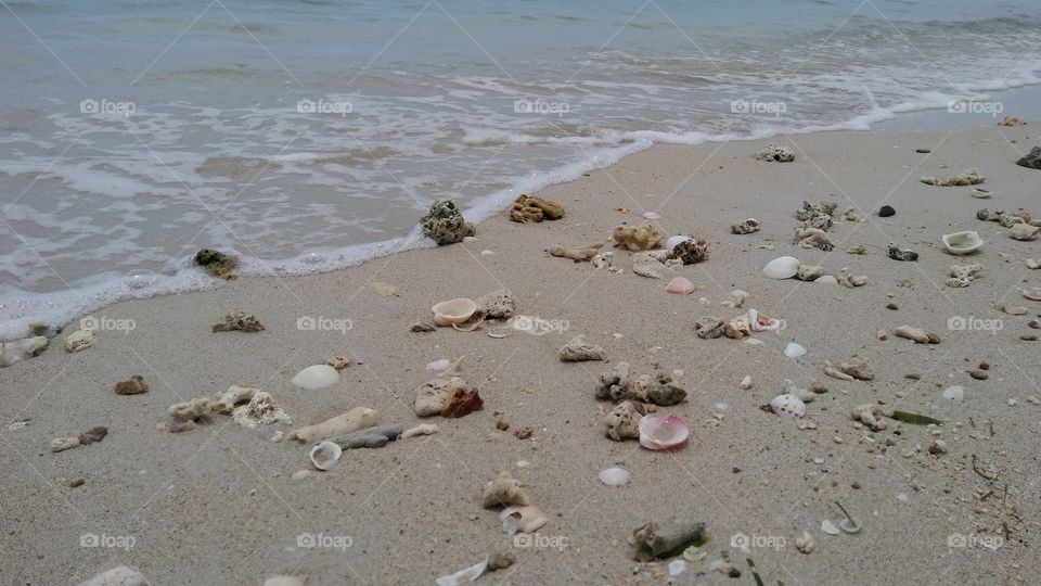 Sea shells on sand at beach