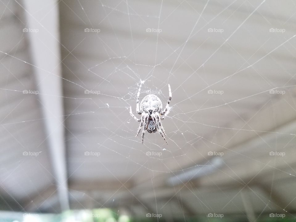 Spider at my apartment building