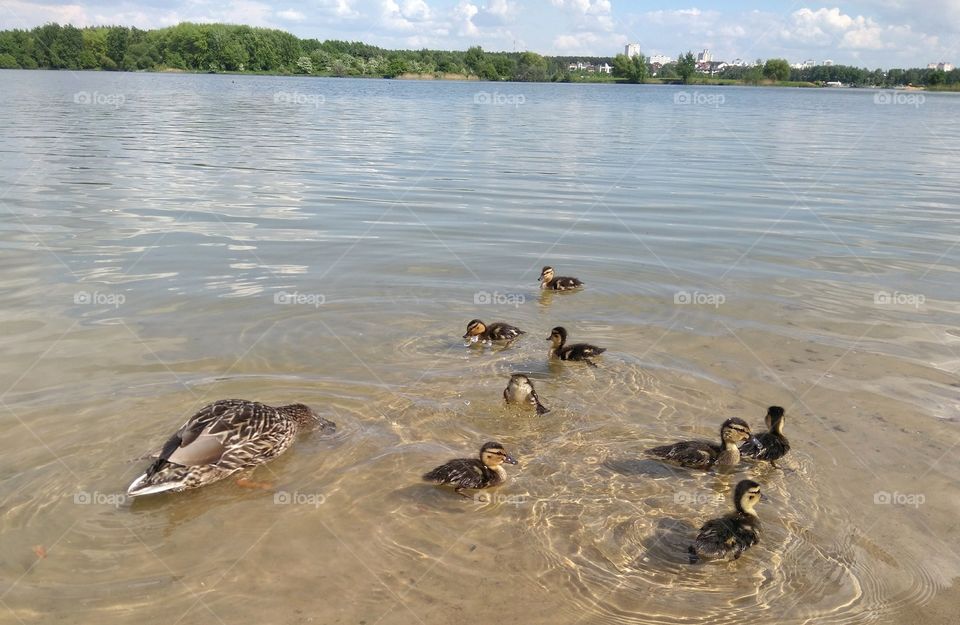 duck and ducklings on a lake spring time