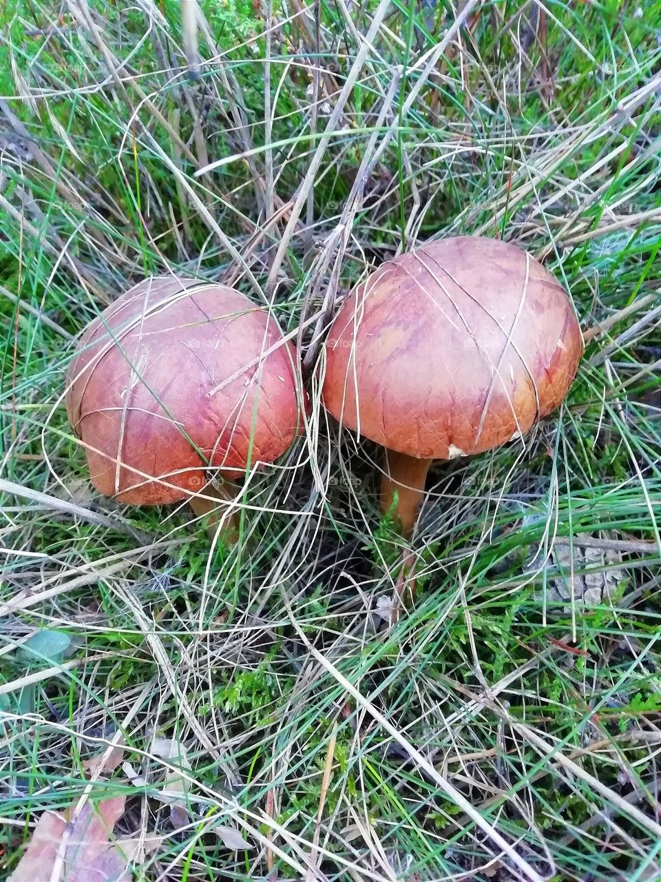 mushrooms