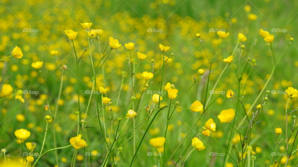 Yellow wild flowers on a field in Antwerp