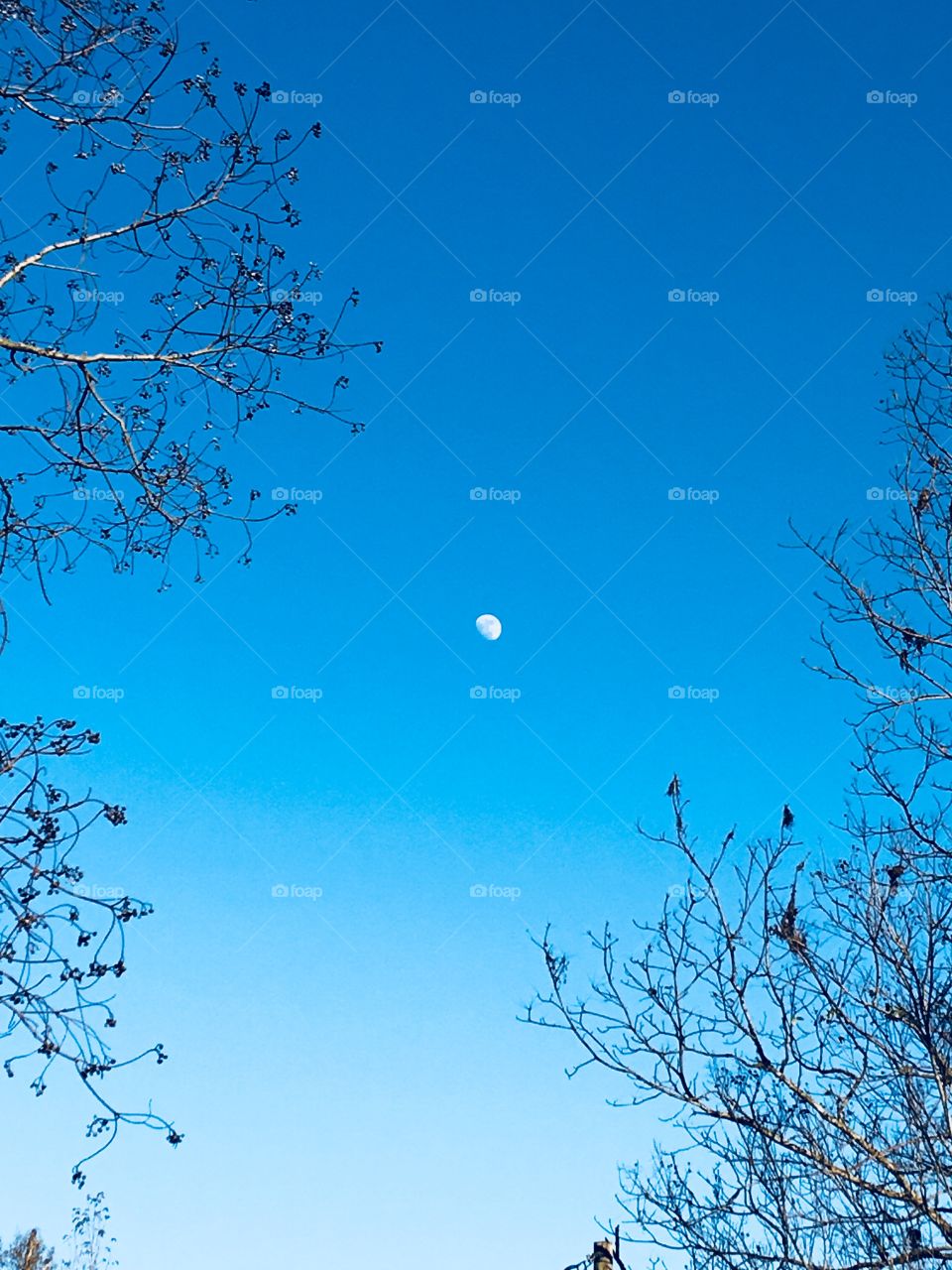 Moon and blue sky