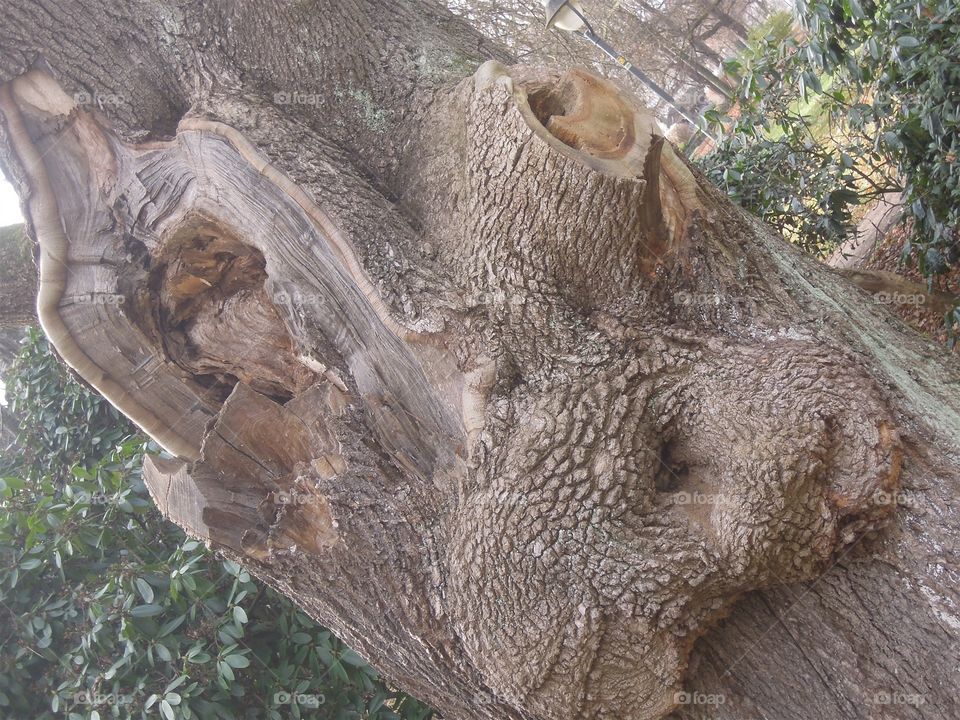 Gesicht Baum