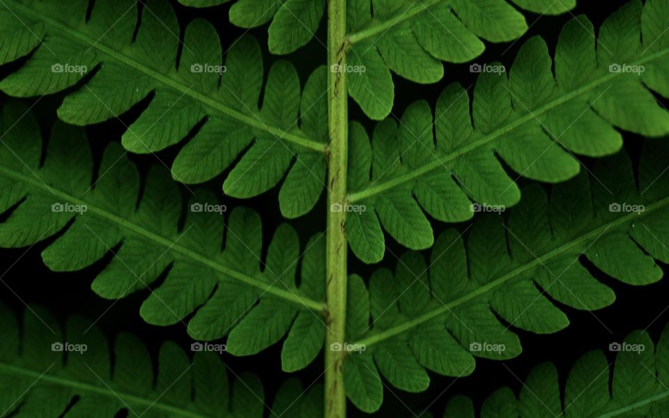 Fern leaf closeup 