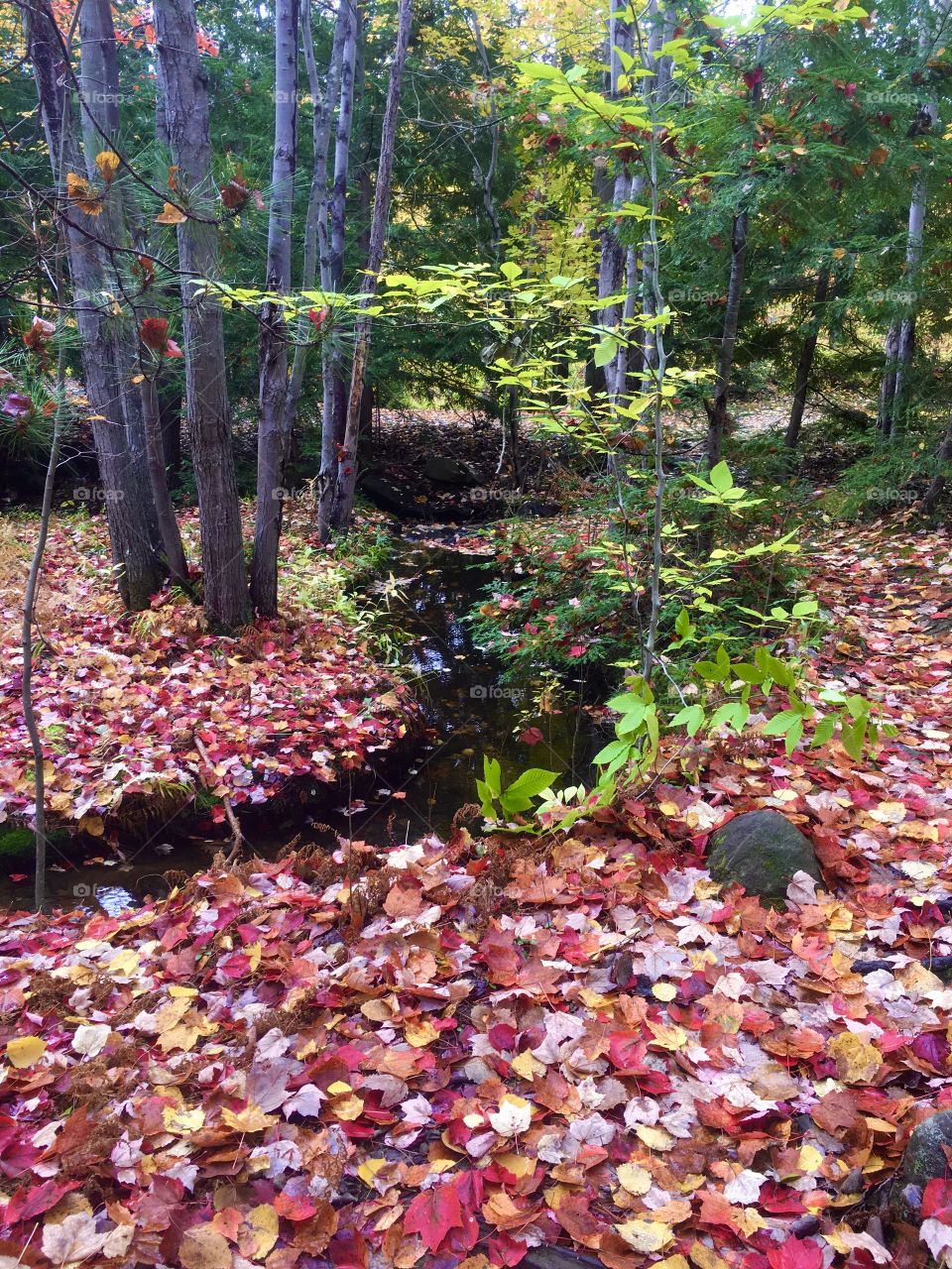 A scene seen on my walk today