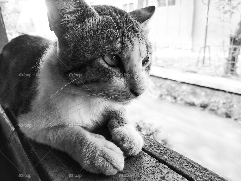 A cat in terrace with black and white effect