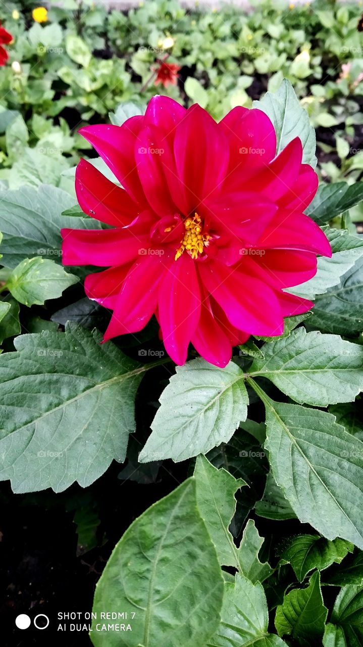 Blooming August. Red Dahlia in the garden.